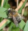 Anthophora plumipes